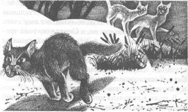 Иллюстрация к книге — Обещание Метеора. Западня [pic_32.jpg]