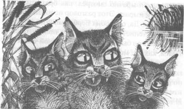 Иллюстрация к книге — Обещание Метеора. Западня [pic_40.jpg]