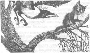 Иллюстрация к книге — Обещание Метеора. Западня [pic_6.jpg]