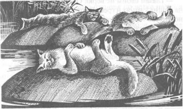 Иллюстрация к книге — Обещание Метеора. Западня [pic_8.jpg]