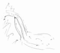 Иллюстрация к книге — Покажи мне свою сумочку – и я скажу, кто ты. 32 фокуса визуальной психодиагностики [i_092.jpg]