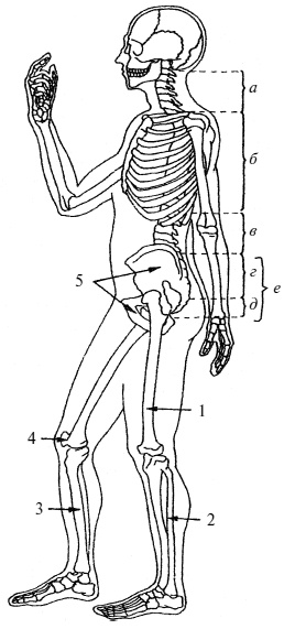 Иллюстрация к книге — Плоскостопие. Легкая походка - здоровый позвоночник [Autogen_eBook_id1.jpg]