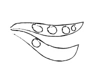 Иллюстрация к книге — Палитра питания. Легкий путь к стройности [Autogen_eBook_id119.jpg]