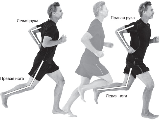 Иллюстрация к книге — Бегайте быстрее, дольше и без травм [i_073.jpg]