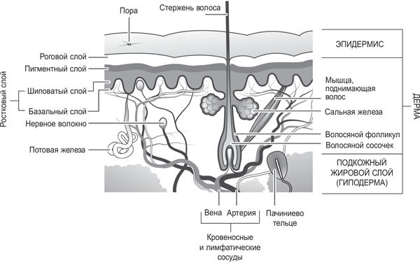 Иллюстрация к книге — Вселенная внутри вас [i_002.jpg]