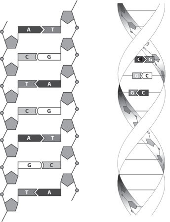 Иллюстрация к книге — Вселенная внутри вас [i_018.jpg]