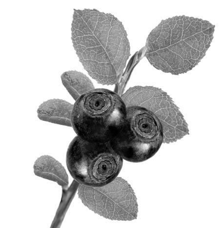 Иллюстрация к книге — Чистим сосуды, укрепляем иммунитет. Лечебное питание для омоложения организма [i_024.jpg]