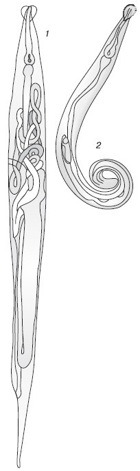 Иллюстрация к книге — Паразиты. Лучшие способы профилактики и очищения [i_005.jpg]