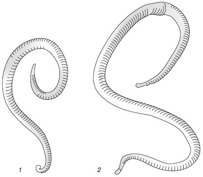 Иллюстрация к книге — Паразиты. Лучшие способы профилактики и очищения [i_006.jpg]