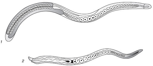 Иллюстрация к книге — Паразиты. Лучшие способы профилактики и очищения [i_007.jpg]