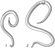 Иллюстрация к книге — Избавляемся от паразитов и болезней навсегда [_04.jpg]