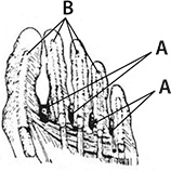 Иллюстрация к книге — Здоровые стопы [i_003.jpg]