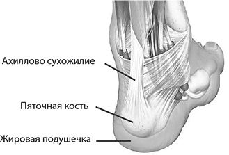 Иллюстрация к книге — Здоровые стопы [i_027.jpg]