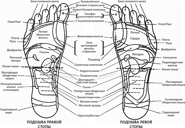 Иллюстрация к книге — Здоровые стопы [i_041.jpg]