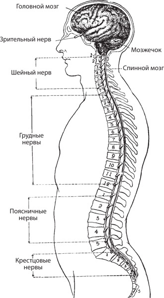 Иллюстрация к книге — Чудо-вода [i_023.jpg]