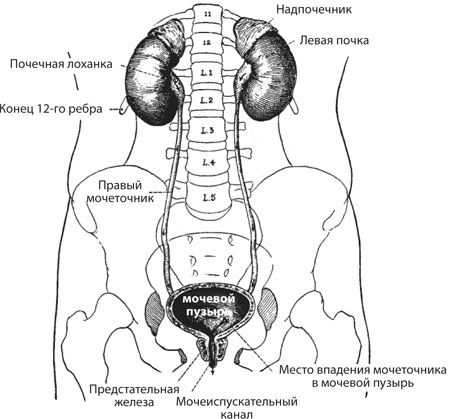 Иллюстрация к книге — Чудо-вода [i_038.jpg]
