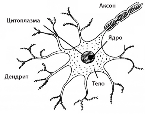 Иллюстрация к книге — Чудо-вода [i_052.jpg]