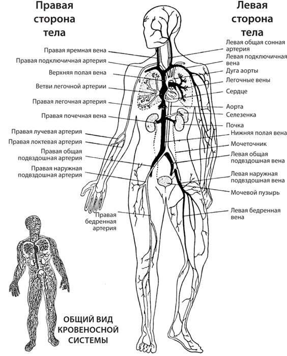 Иллюстрация к книге — Чудо-вода [i_064.jpg]