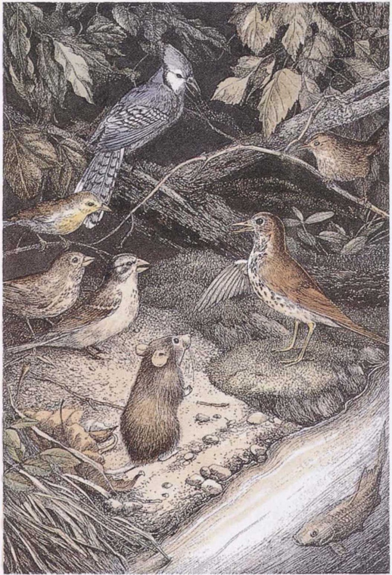 Иллюстрация к книге — Крылатые кошки [i_014.jpg]