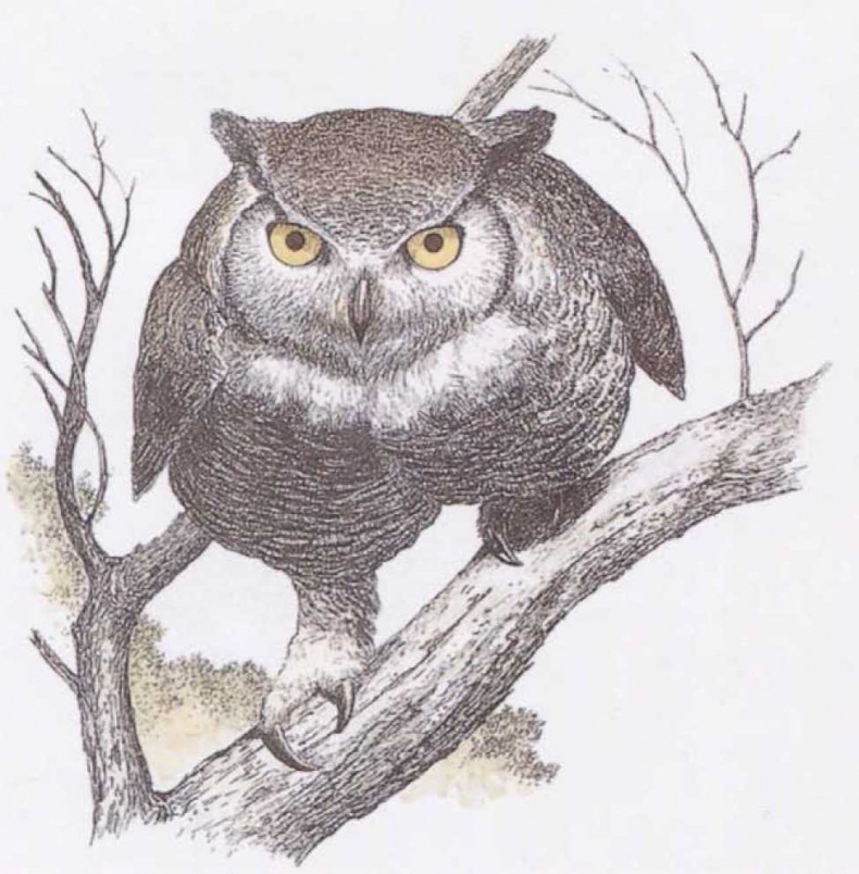 Иллюстрация к книге — Крылатые кошки [i_015.jpg]