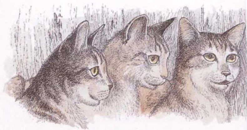 Иллюстрация к книге — Крылатые кошки [i_019.jpg]