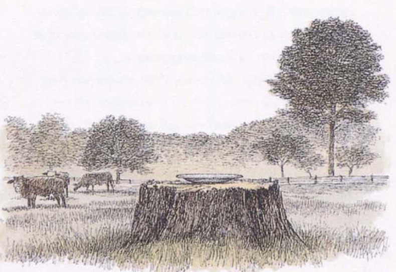 Иллюстрация к книге — Крылатые кошки [i_021.jpg]