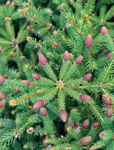 Иллюстрация к книге — Миллион растений для вашего сада [_02.jpg]