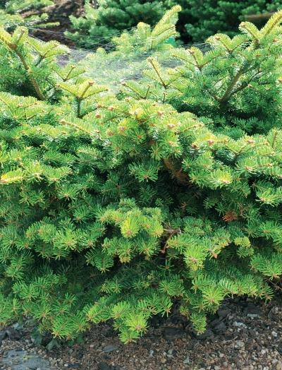 Иллюстрация к книге — Миллион растений для вашего сада [_06.jpg]