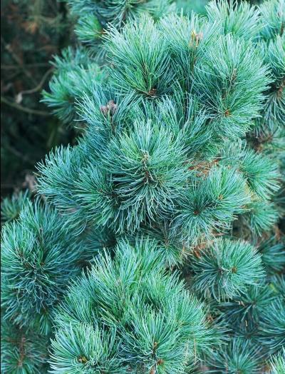 Иллюстрация к книге — Миллион растений для вашего сада [_09.jpg]