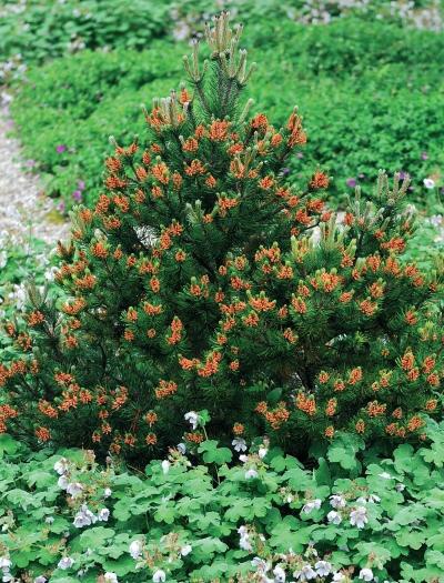 Иллюстрация к книге — Миллион растений для вашего сада [_10.jpg]