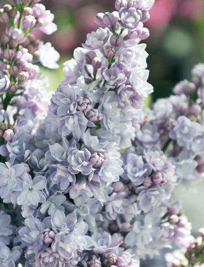 Иллюстрация к книге — Миллион растений для вашего сада [_100.jpg]