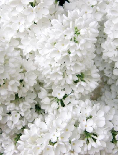 Иллюстрация к книге — Миллион растений для вашего сада [_102.jpg]