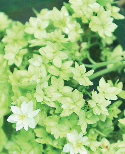 Иллюстрация к книге — Миллион растений для вашего сада [_106.jpg]