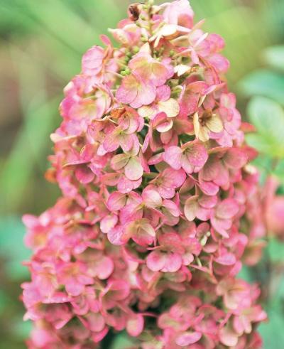 Иллюстрация к книге — Миллион растений для вашего сада [_107.jpg]