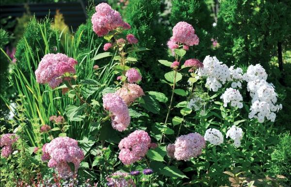 Иллюстрация к книге — Миллион растений для вашего сада [_109.jpg]