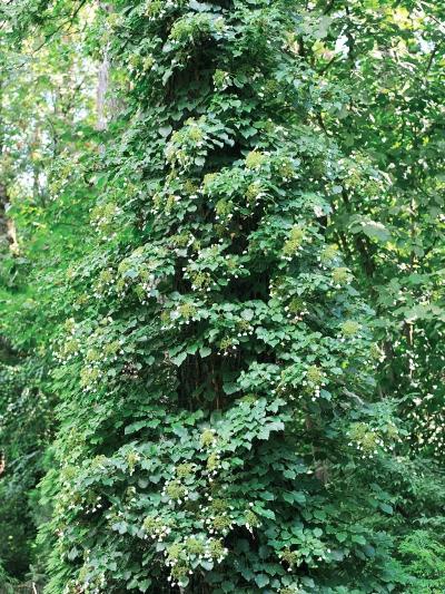 Иллюстрация к книге — Миллион растений для вашего сада [_112.jpg]