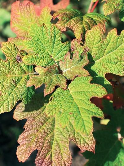 Иллюстрация к книге — Миллион растений для вашего сада [_114.jpg]