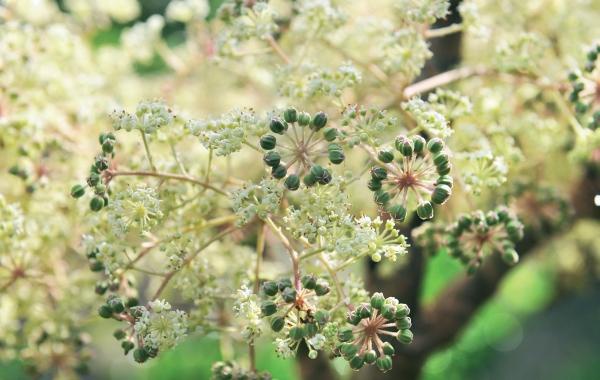 Иллюстрация к книге — Миллион растений для вашего сада [_115.jpg]