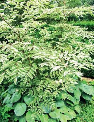 Иллюстрация к книге — Миллион растений для вашего сада [_116.jpg]