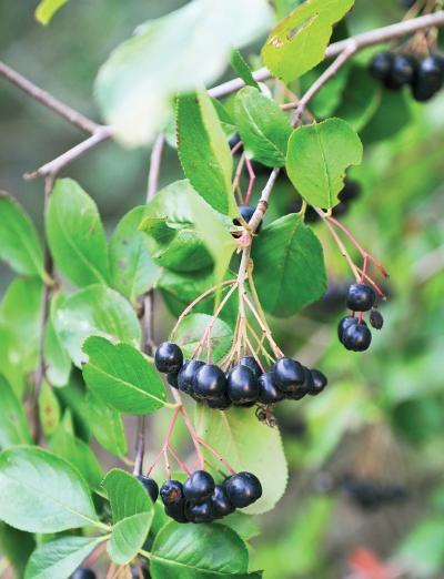 Иллюстрация к книге — Миллион растений для вашего сада [_117.jpg]