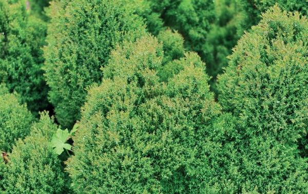 Иллюстрация к книге — Миллион растений для вашего сада [_12.jpg]