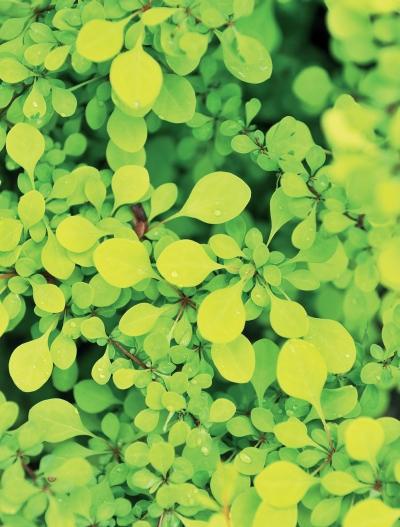 Иллюстрация к книге — Миллион растений для вашего сада [_125.jpg]