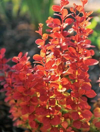 Иллюстрация к книге — Миллион растений для вашего сада [_126.jpg]