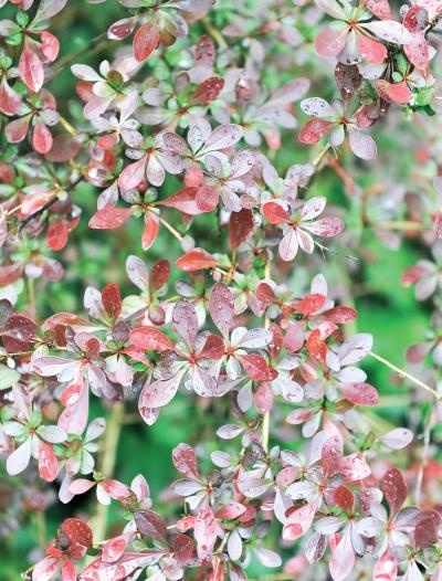 Иллюстрация к книге — Миллион растений для вашего сада [_127.jpg]