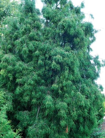 Иллюстрация к книге — Миллион растений для вашего сада [_13.jpg]