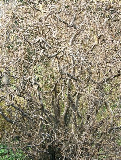 Иллюстрация к книге — Миллион растений для вашего сада [_130.jpg]