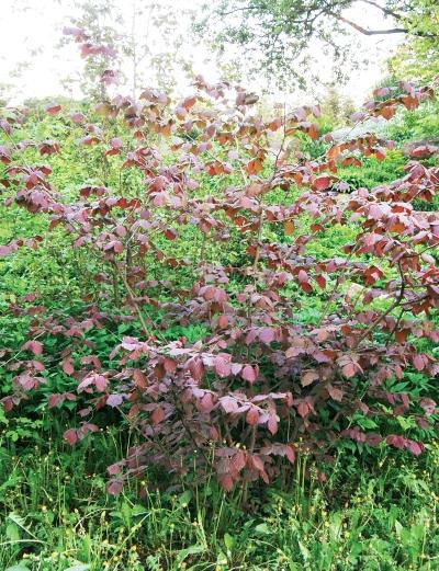 Иллюстрация к книге — Миллион растений для вашего сада [_131.jpg]