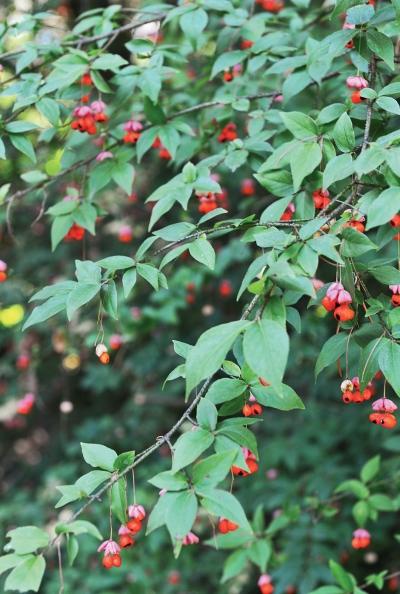 Иллюстрация к книге — Миллион растений для вашего сада [_132.jpg]