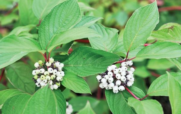 Иллюстрация к книге — Миллион растений для вашего сада [_134.jpg]