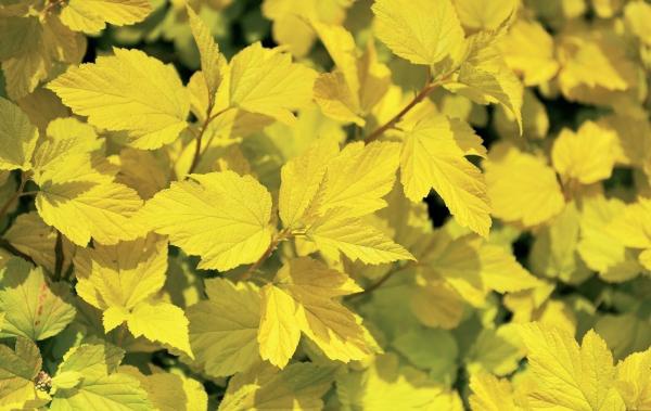 Иллюстрация к книге — Миллион растений для вашего сада [_136.jpg]